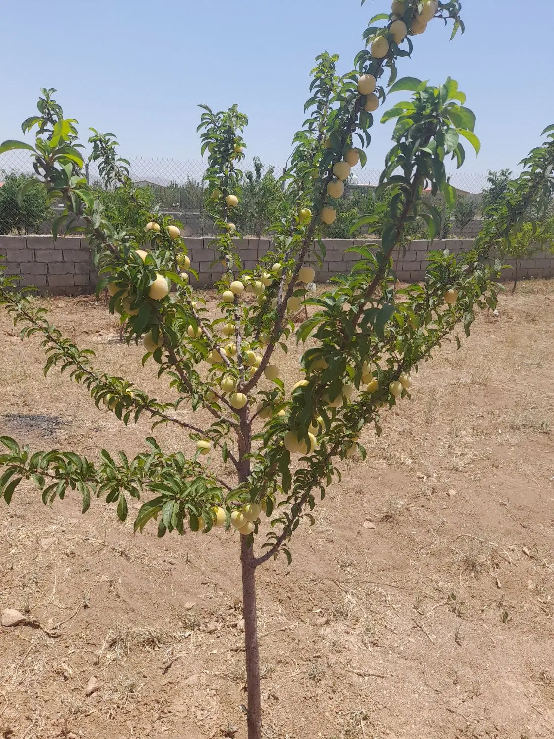 زمین باغی گلش اباد