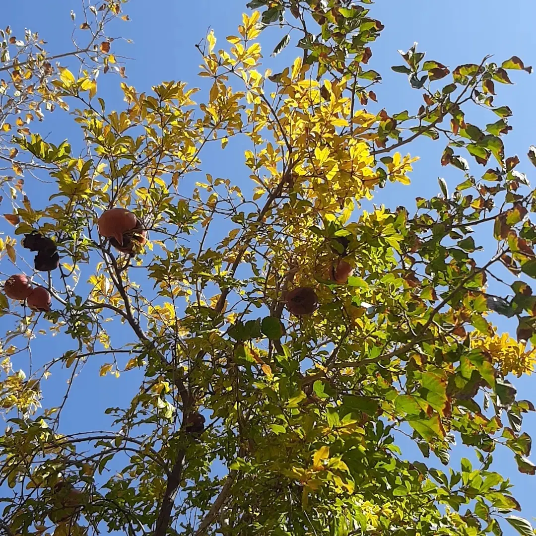 زمین باغی جاده چالوس روستای همه جا