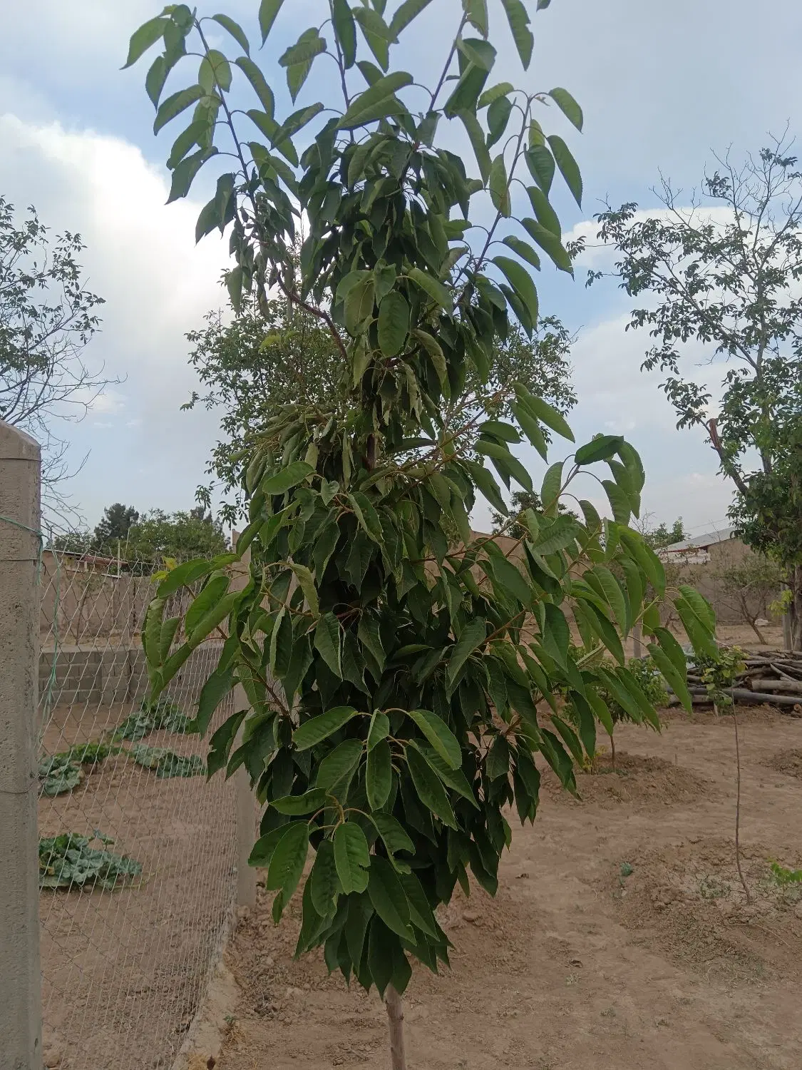 باغچه 450 متری ابراهیم بیگ