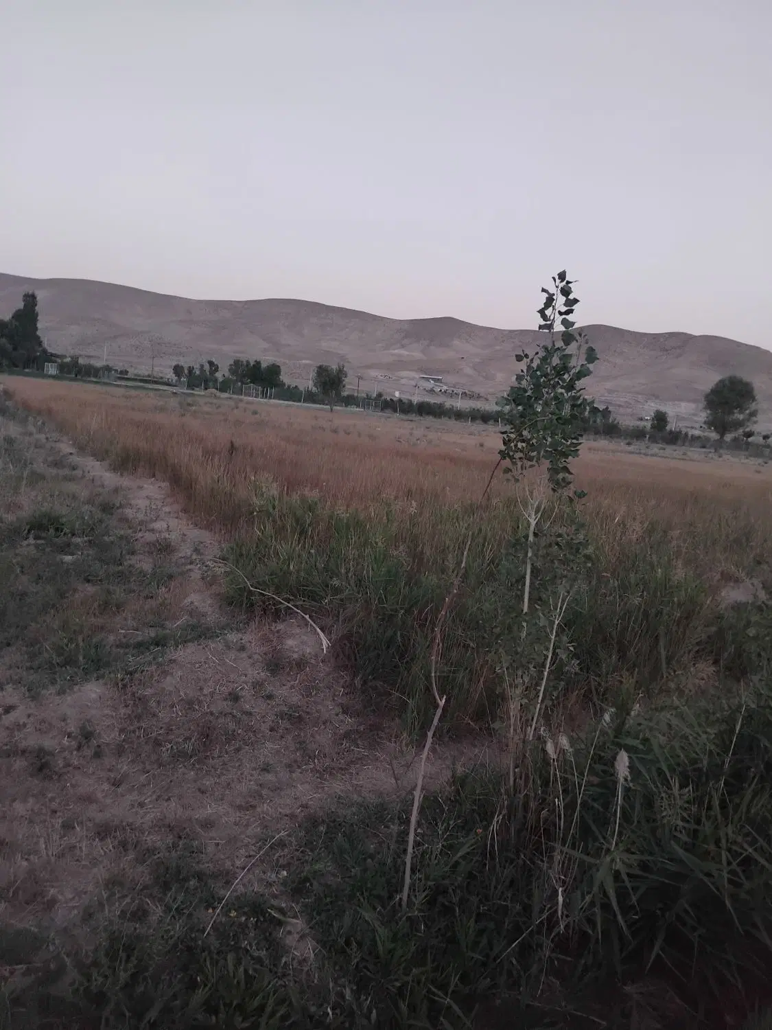 زمین کشاورزی