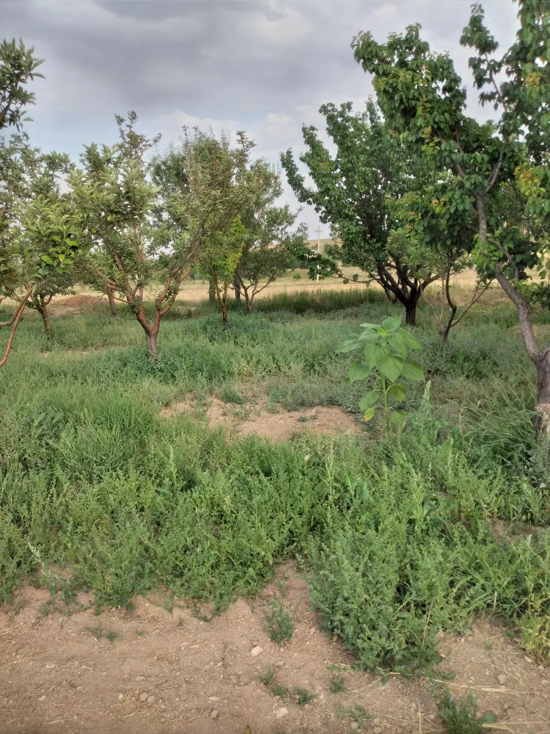 باغ ۱۰۰۰متری  ۳۰کیلومتری زنجان