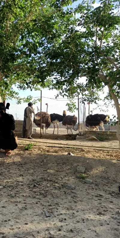 طرح شترمرغی ۵۰۰۰متر زمین
