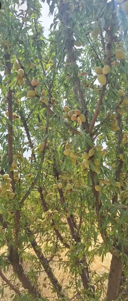 باغ ۸۰۰ متر در امامزاده اسلاملو کوی بهار کوی نفس