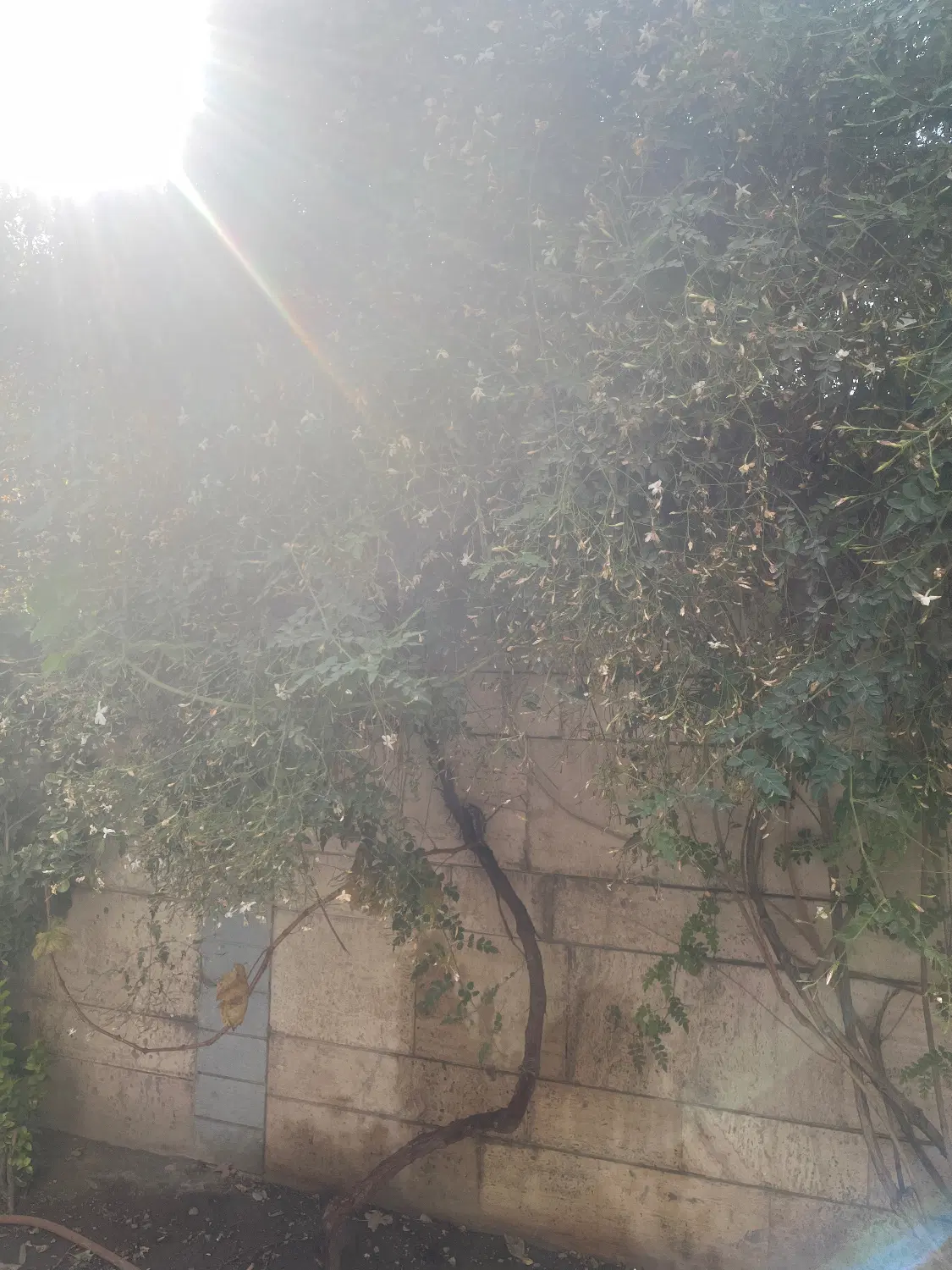 کلنگی