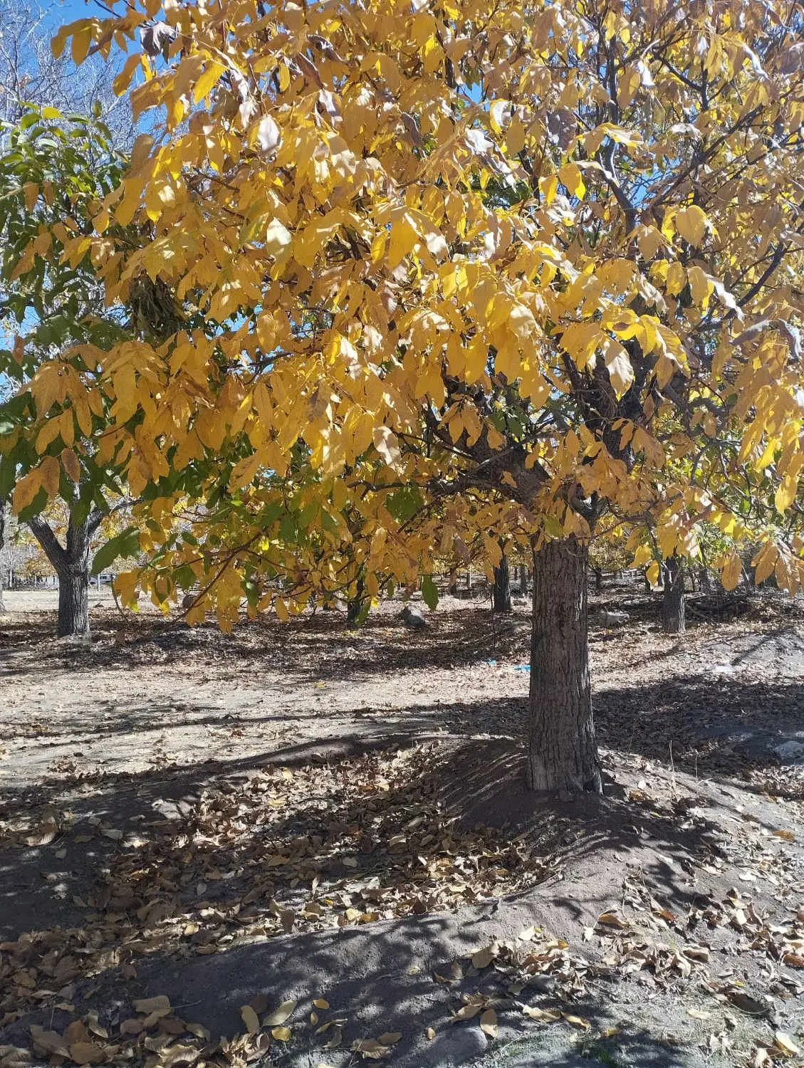 ملک ویلای