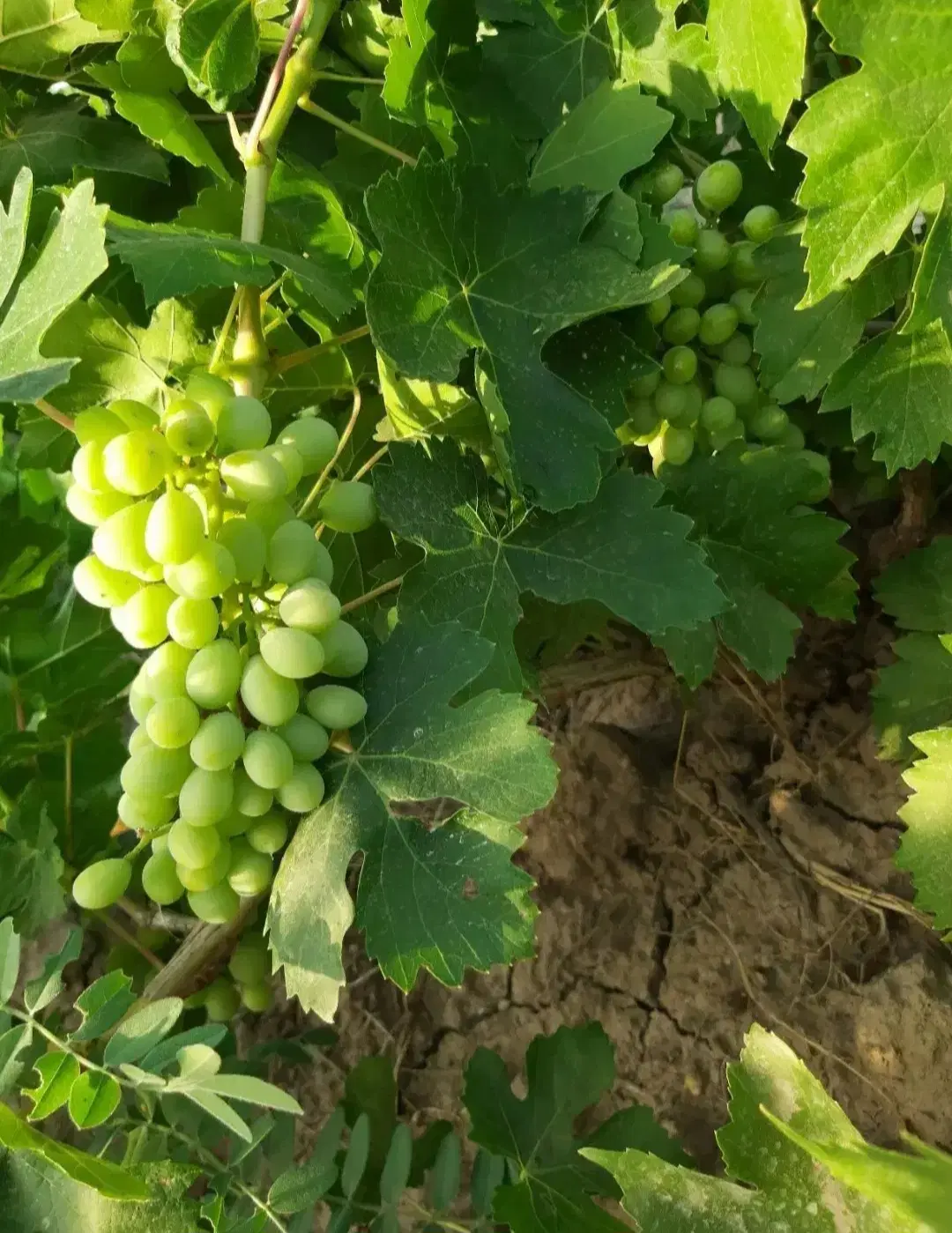 فروش باغ انگور وگردو