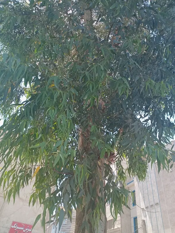قطعه ۳۰۰متری تراکم ۶طبقه قرچک