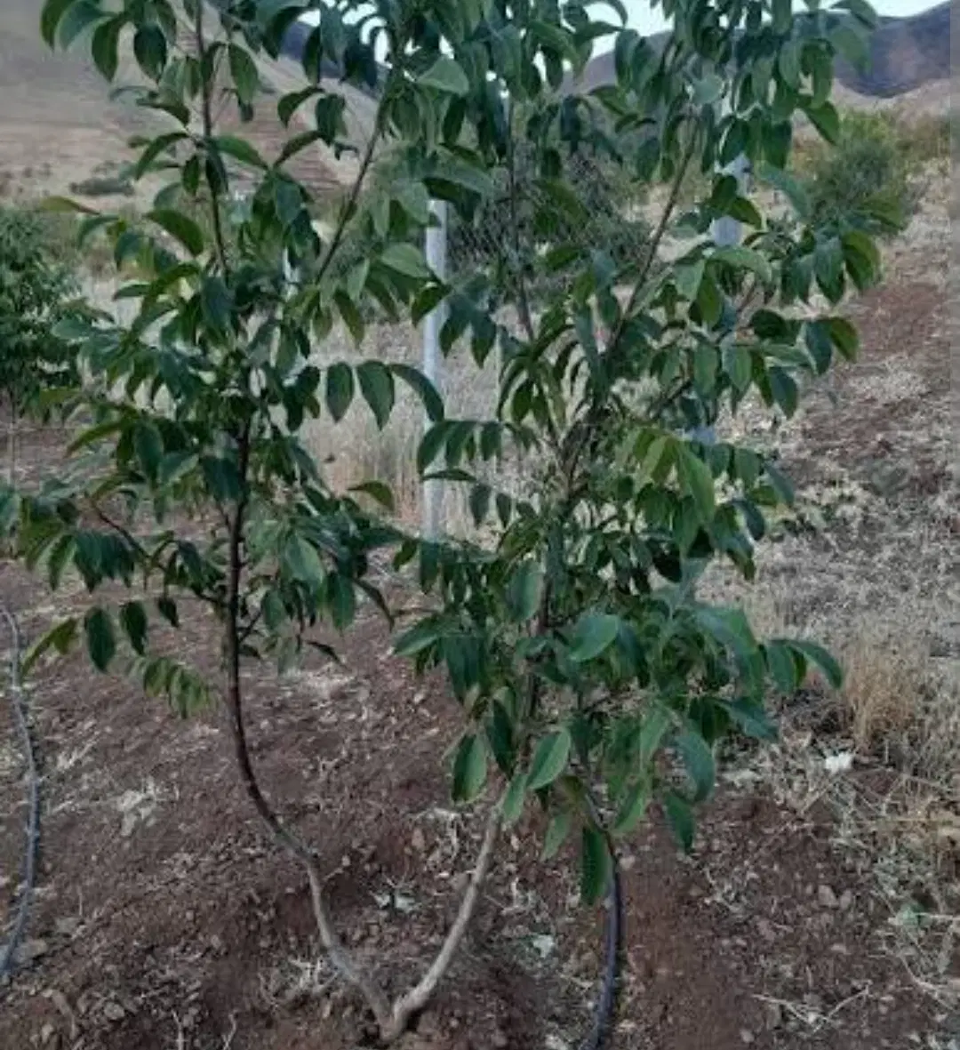 فروش زمین در طرح هادی در روستای کوهپایه‌ای ورده