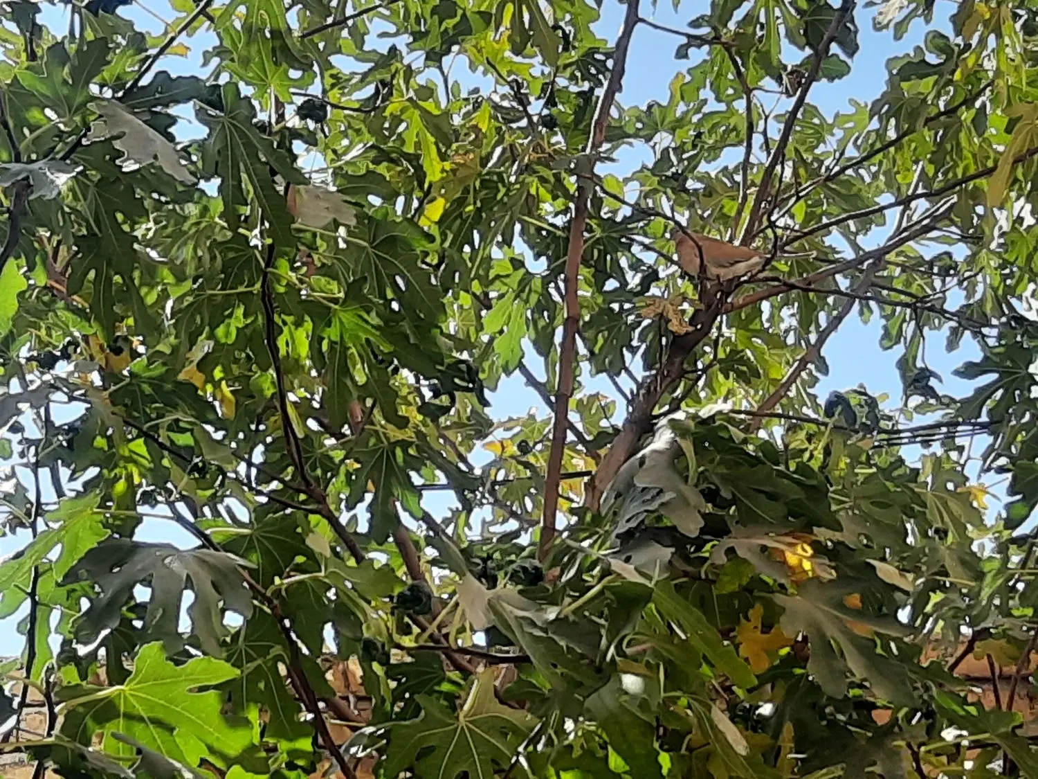 ملک کلنگی فروشی