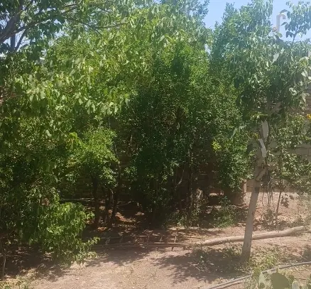 اجاره روزانه خانه راین