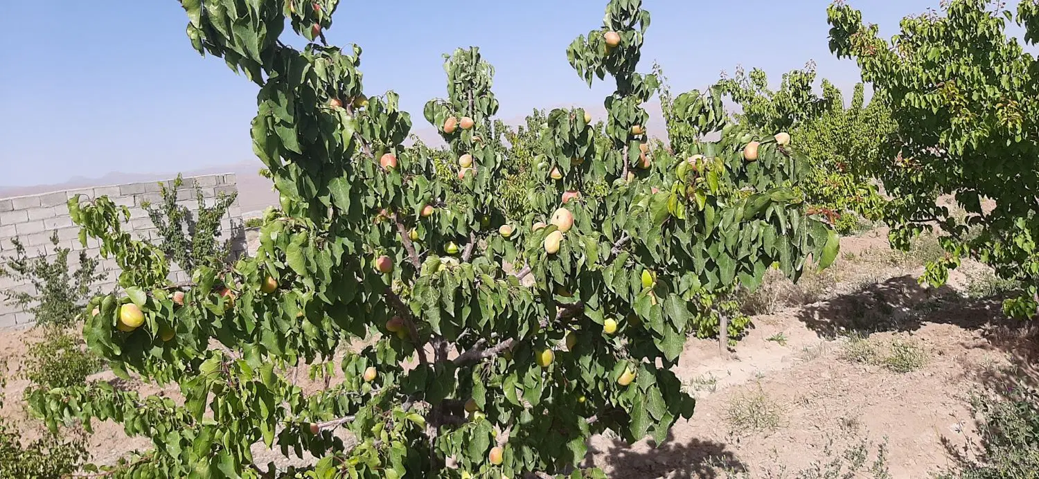 ۱۶ قصب زمین باغی مسکونی عرب آباد ماهان