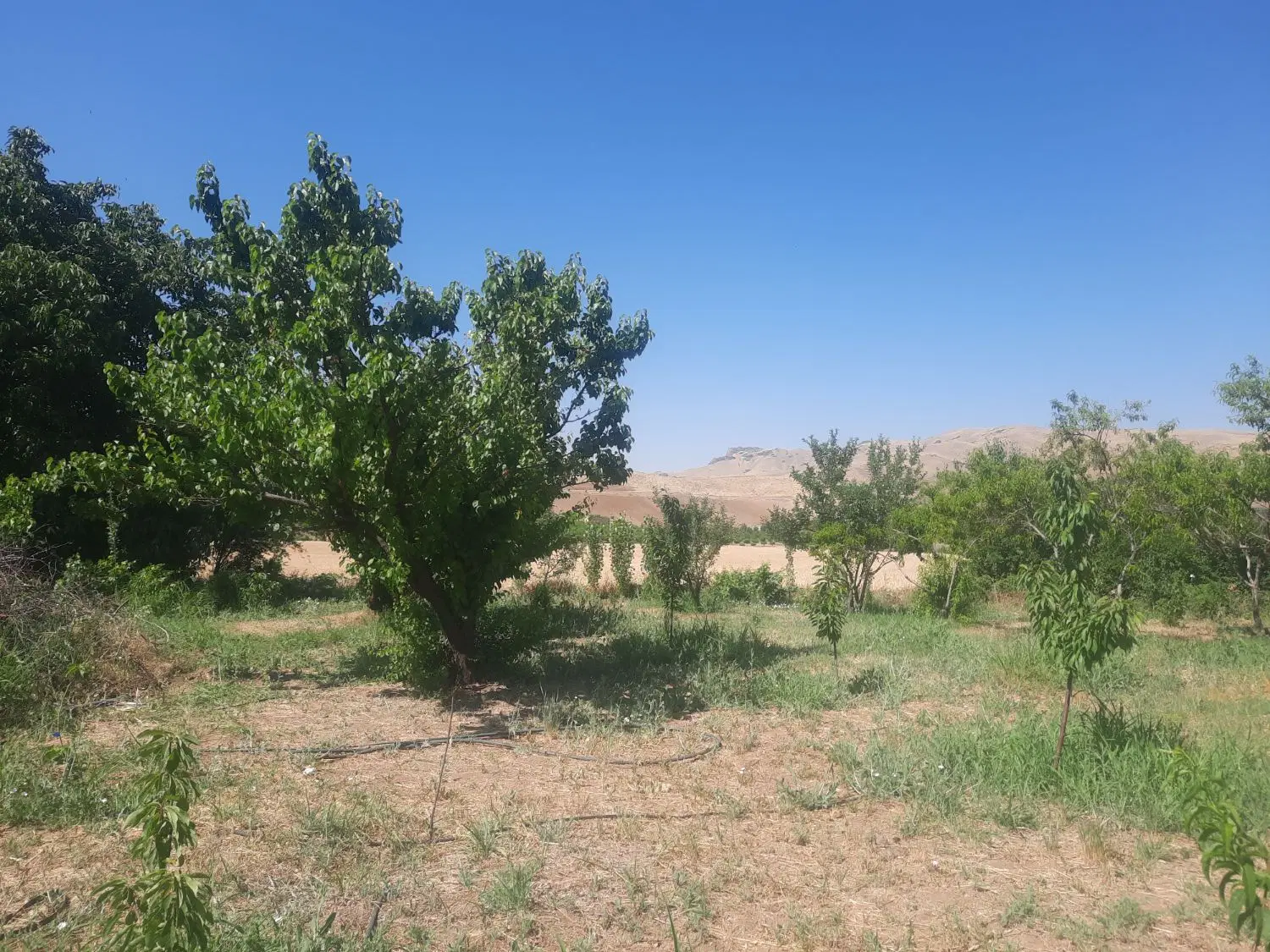 باغ  روستای باوریز