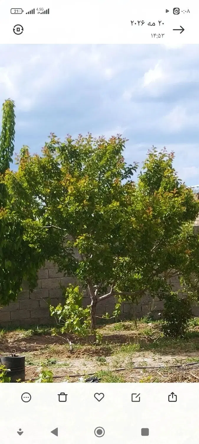 ویلایی