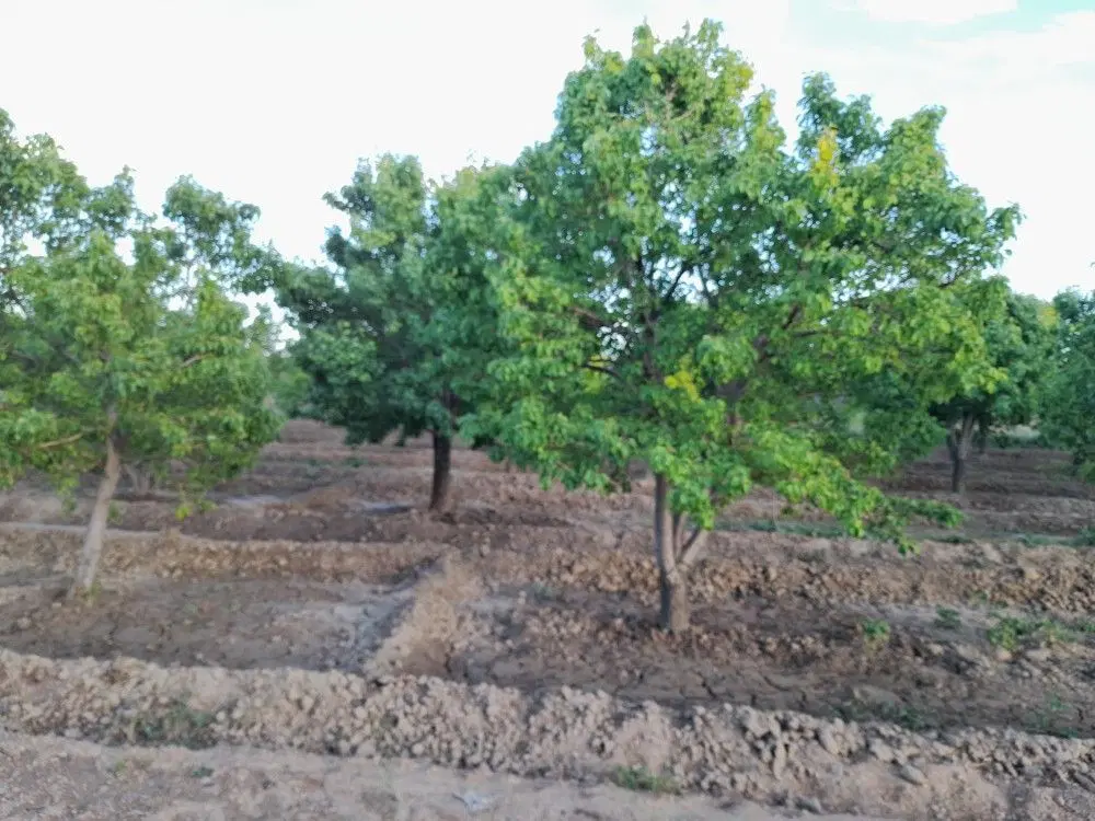 باغ گلابی اسپادانا