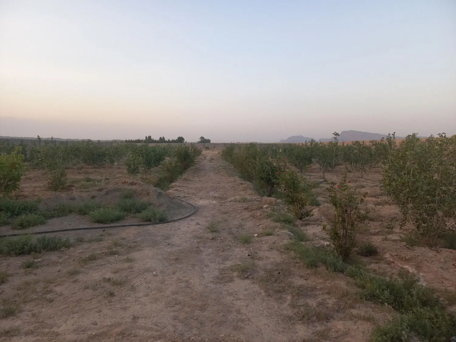 زمین مسکونی و تجاری