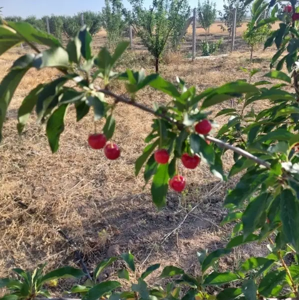 فروش باغ اطراف پارک لاله برای سرمایه گزاری عالی