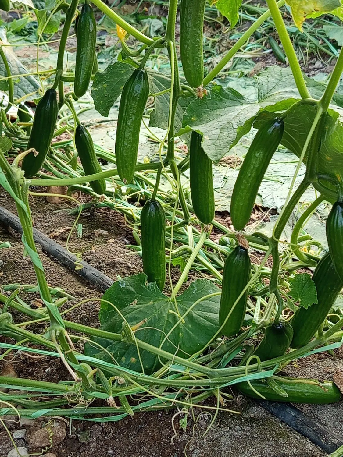 گلخانه اجاره ای