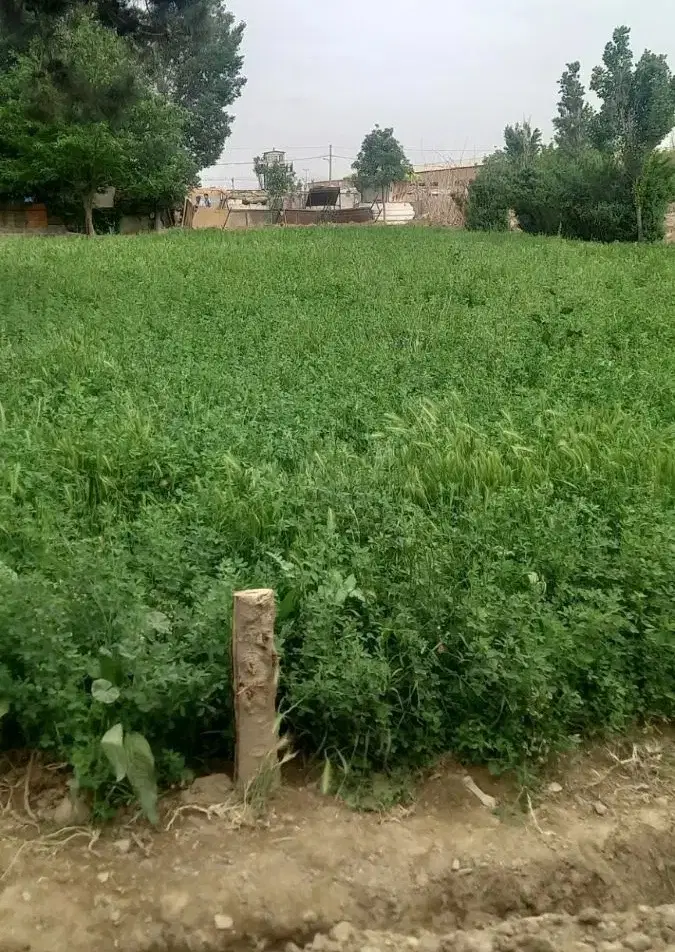 زمین 500متری باغرود_ مناسب باغ ویلا