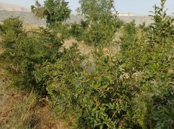 باغ ب همراه تجاری