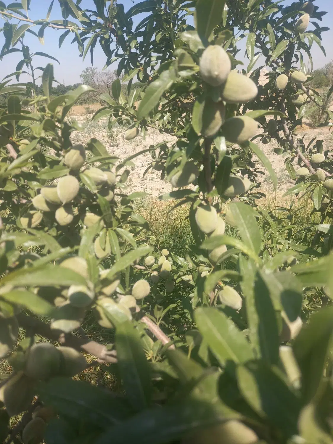 زمین کشاورزی بادرختان بادام نزدیک فاز ۴
