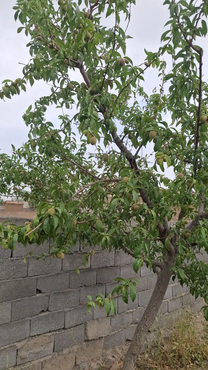 باغ ۵۰۰ متری دور دیوارمجتمع پاتریس