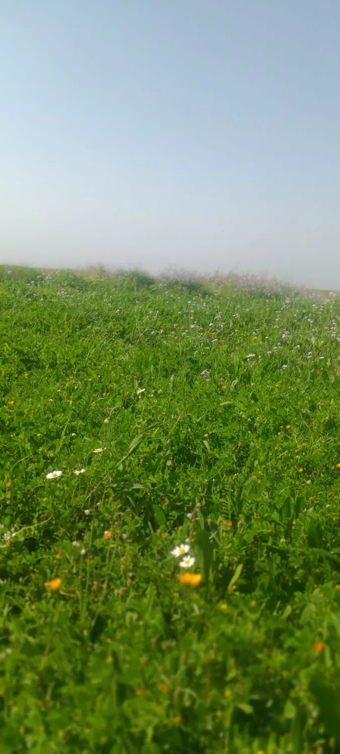 فروش زمین باغی