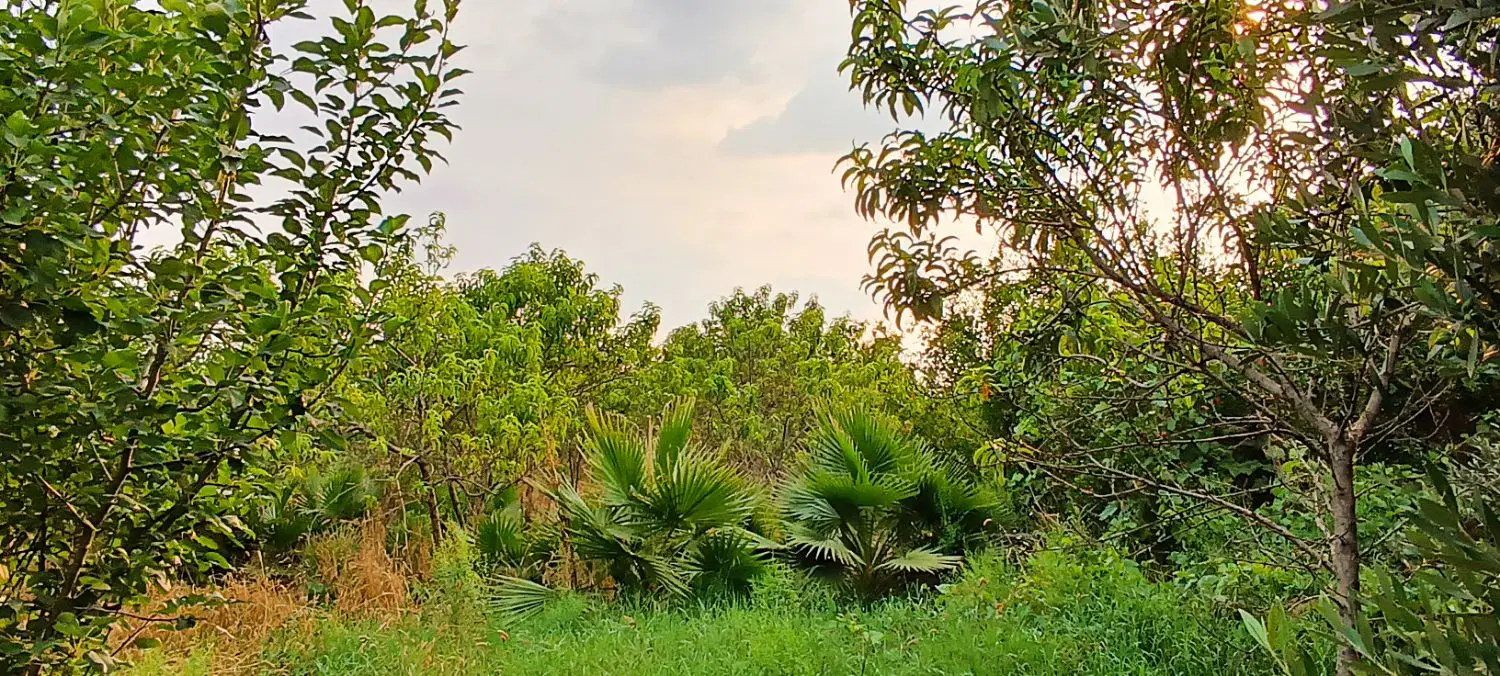 باغ سرسبز میوه