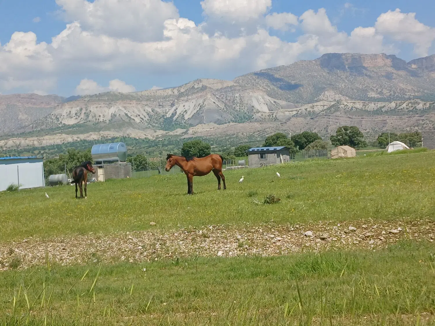 زمین باغی ششدار