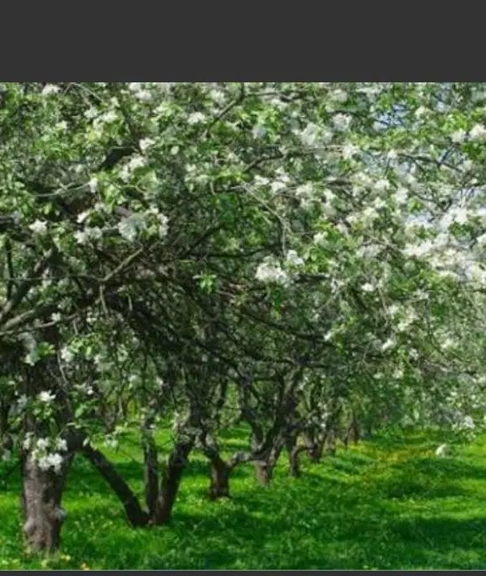 باغ میوه و مسکونی