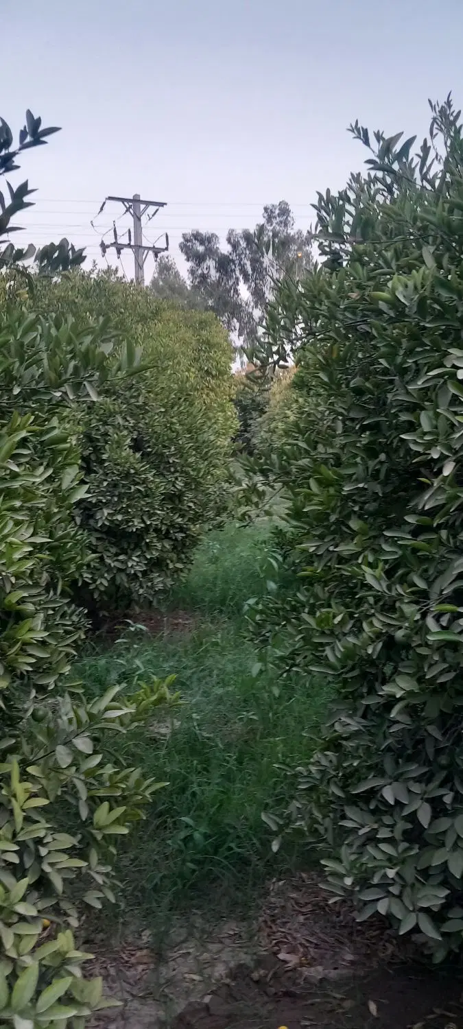باغ مرکبات
