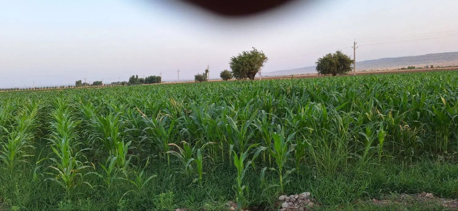 نیم هکتار زمین کشاورزی با بهترین امکانات