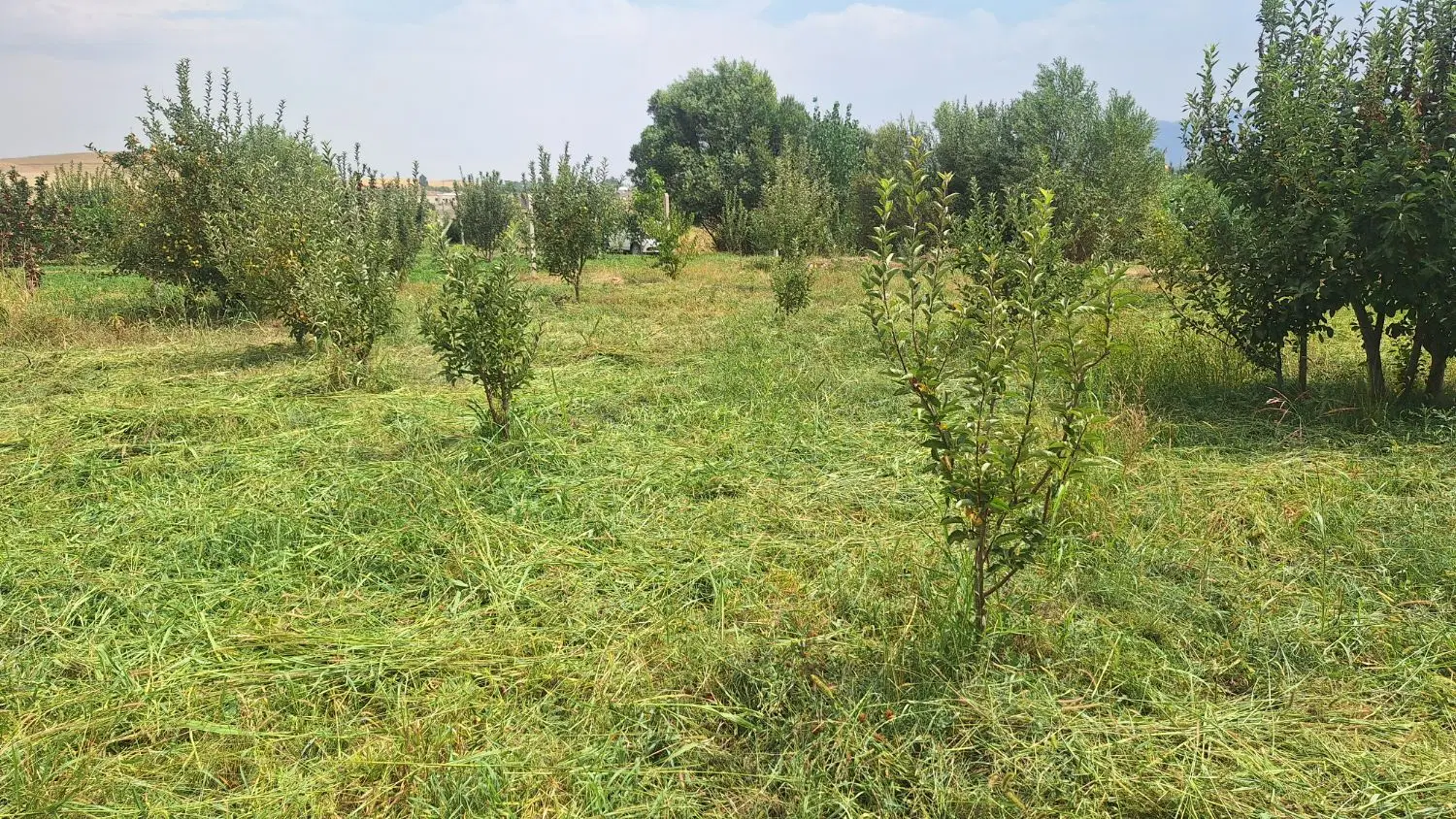 باغ در خطایلو