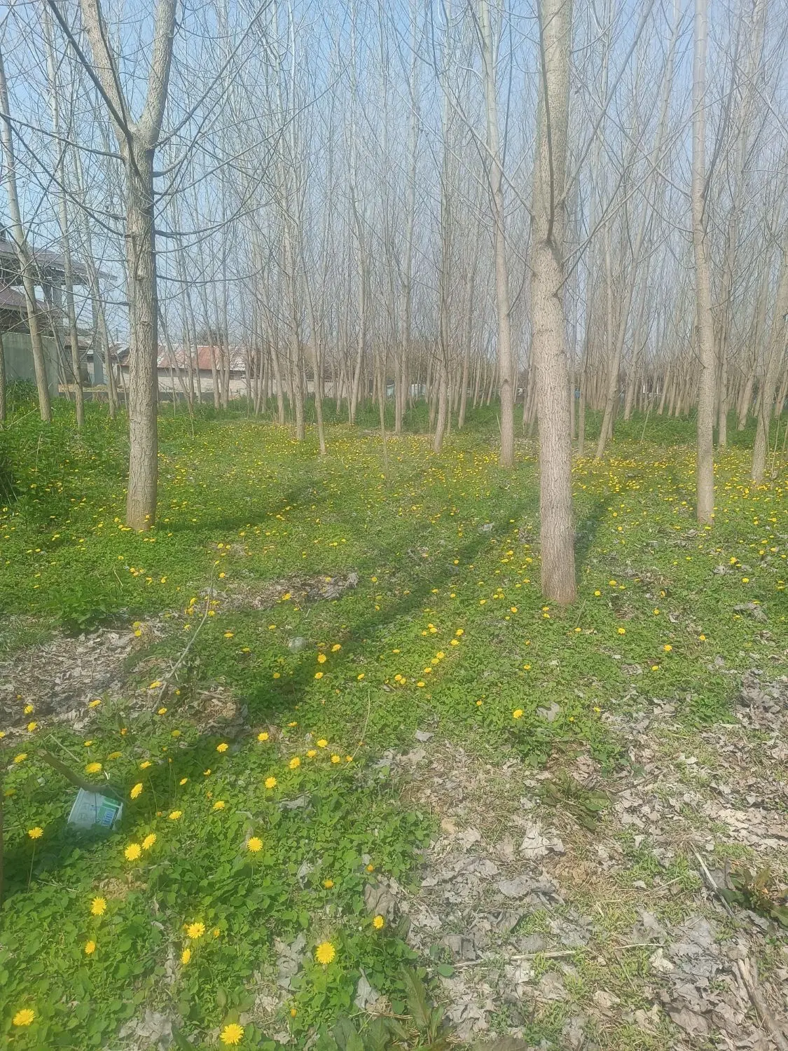 فروش زمین باغی داخل طرح هادی روستای