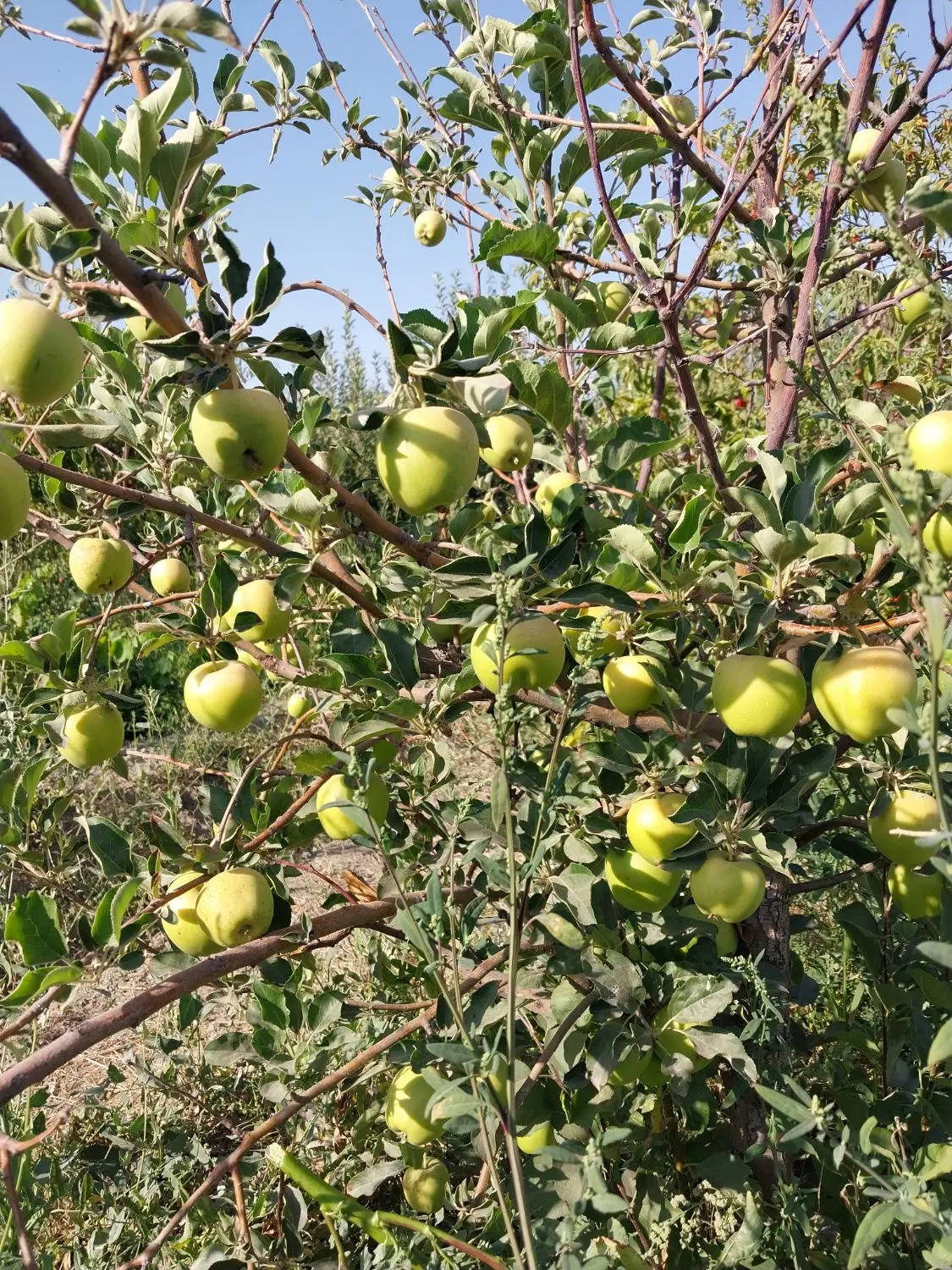 باغچه ۱۰۰۰ متری با خونه