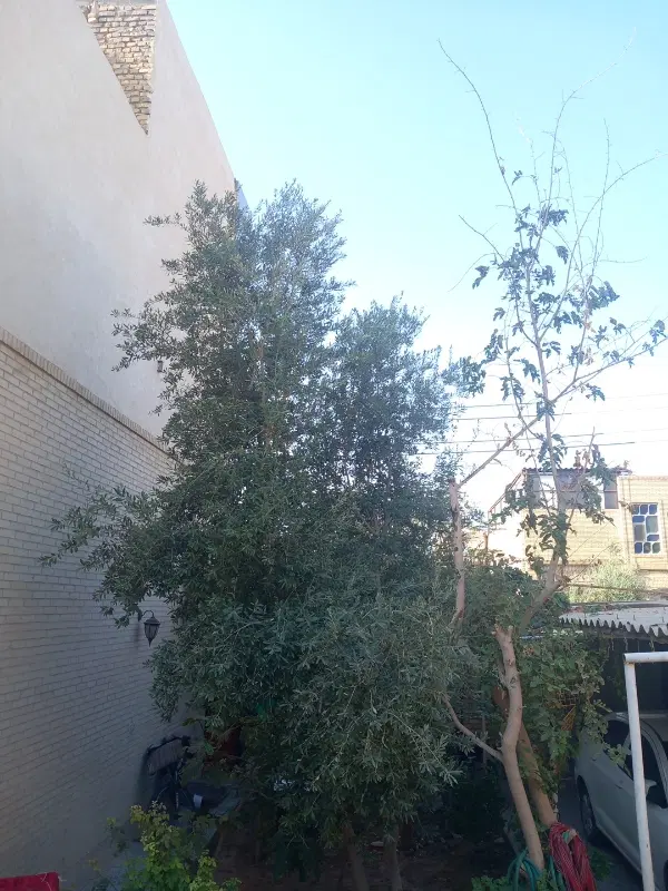 زمین باغی سانیج قیمت مناسب