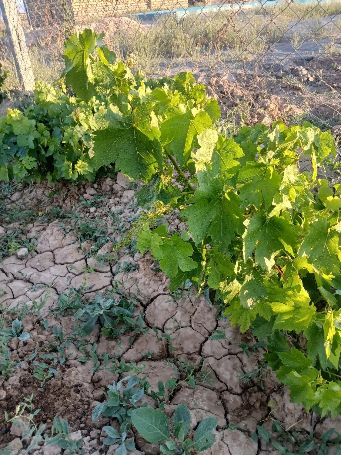 باغ ۵۰۰ متری
