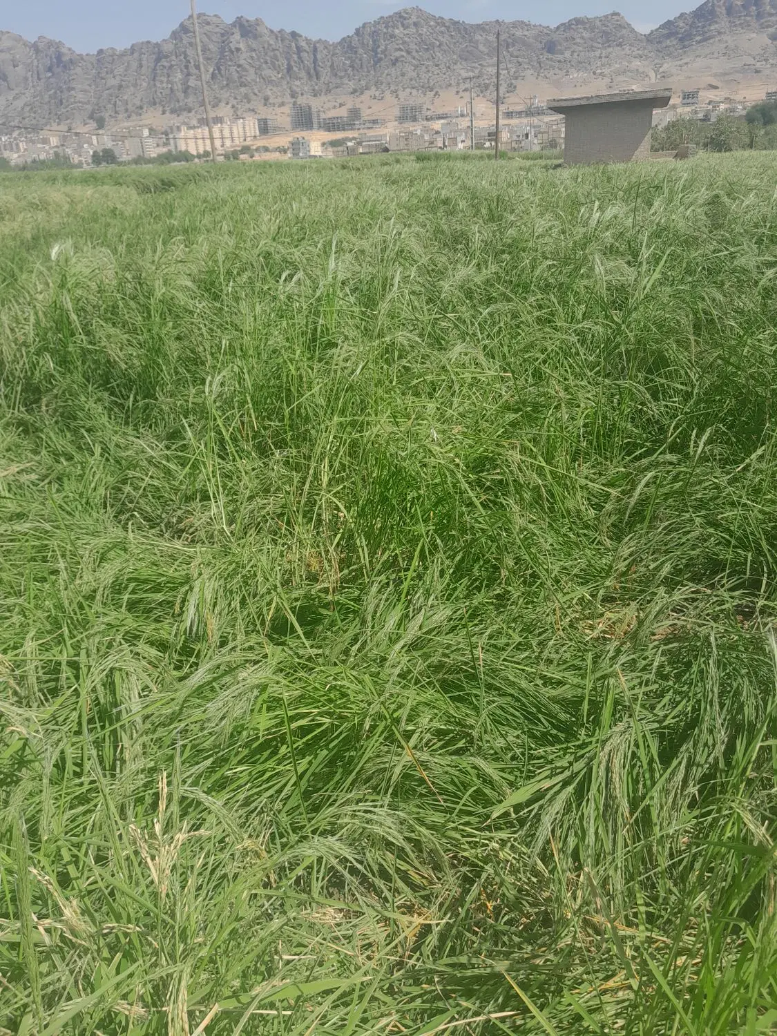 فروش زمین کشاورزی دیم