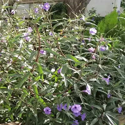 فروش  و معاوضه باغ در حاجی آباد صفا شهر با خودر