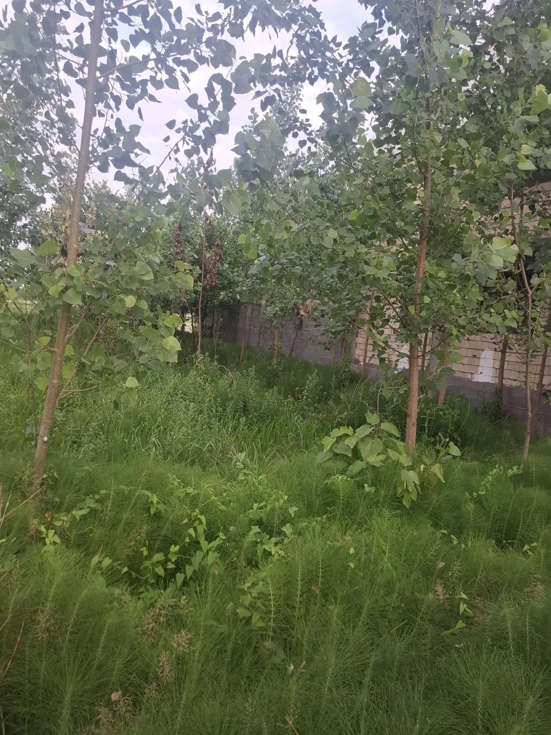 زمین فروشی 360متر  پیرکلاچای دوم کرچوندان