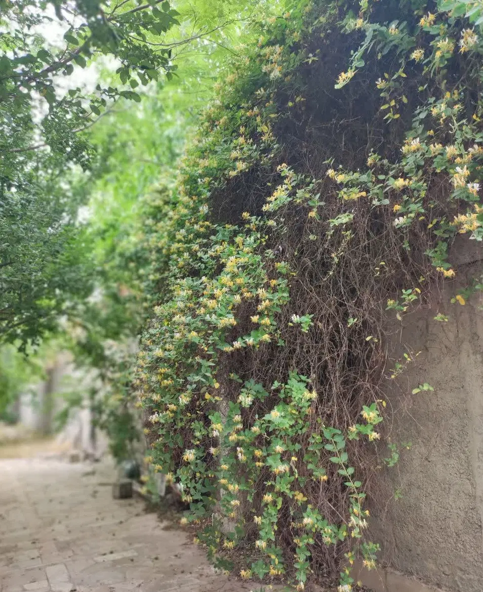 باغ