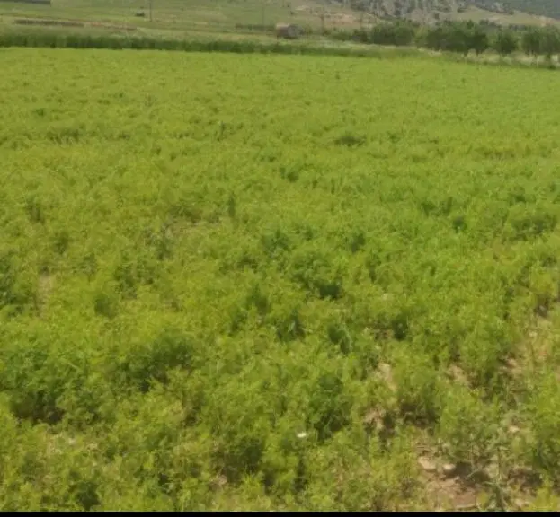 فروش زمین مناسب خانه باغ