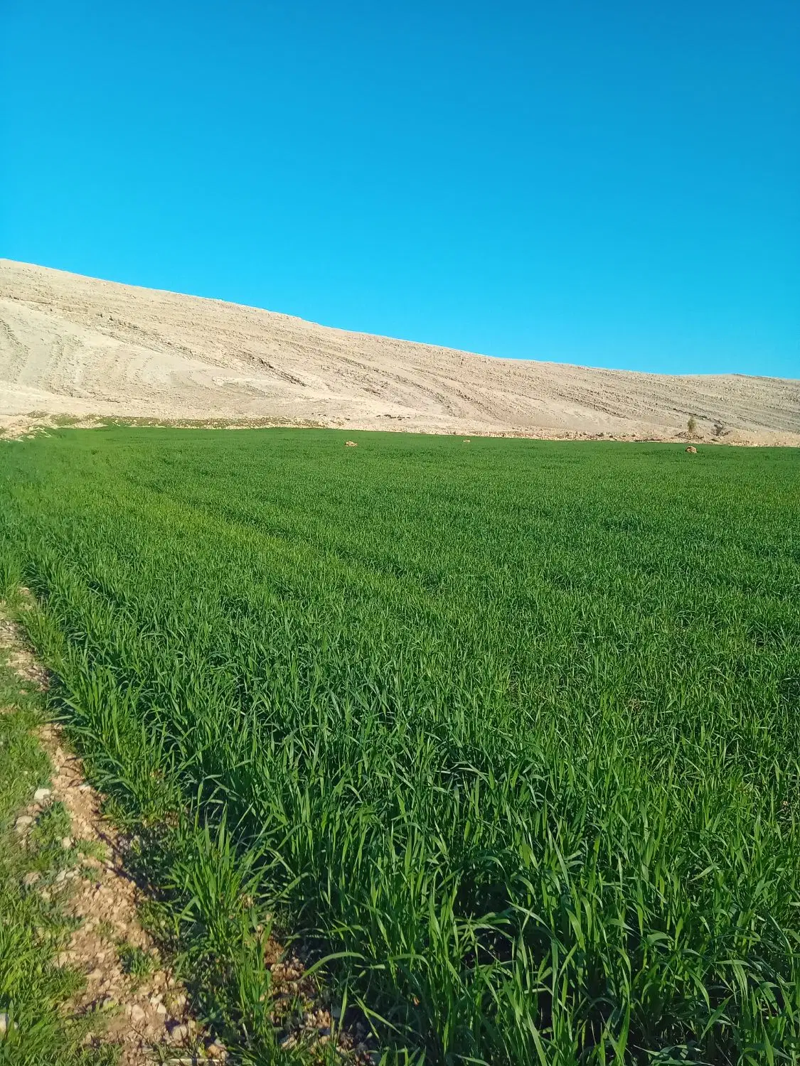 زمین مسکونی دو قطعه واقع در روستای راسفند