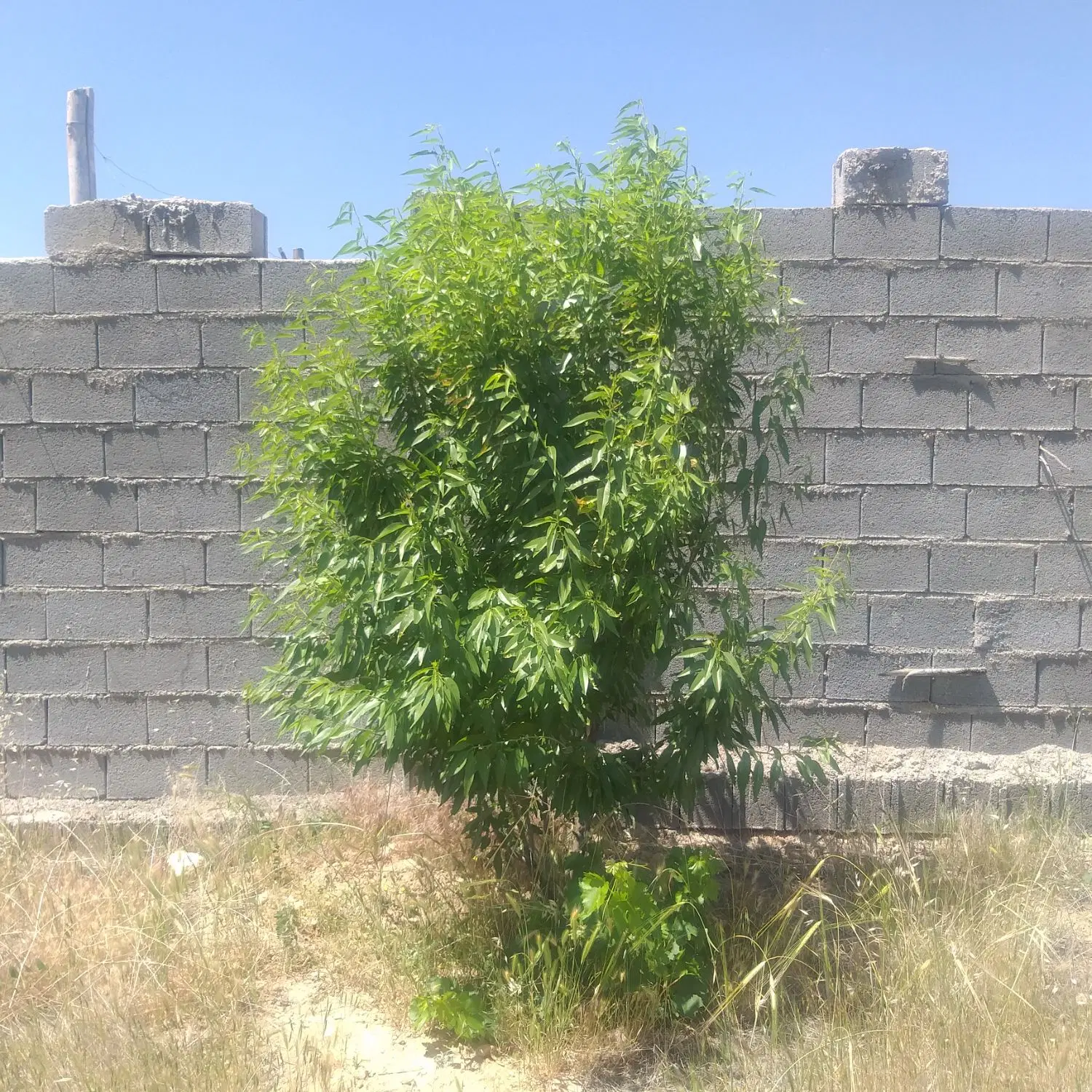 باغ هزارمتری در مجموعه زمزم تربرجعفری