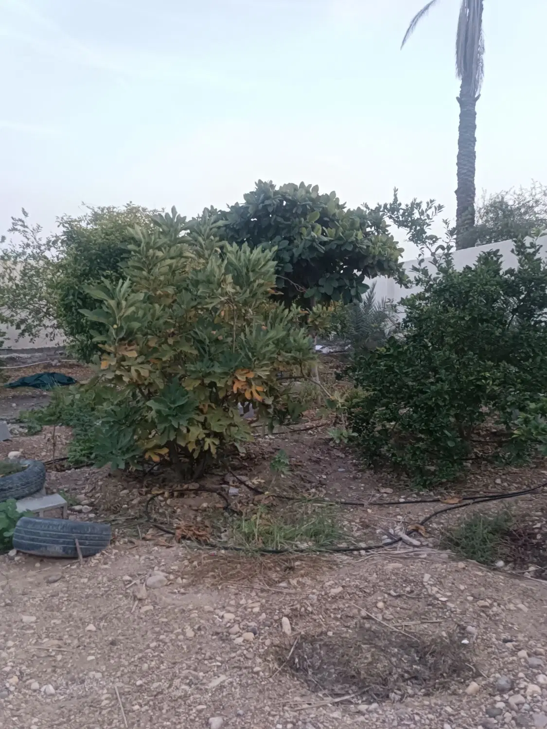 زمین سرخون  500متری مربع