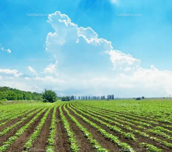 زمین باغ باغچه علی آباد و وهن آباد رباط کریم