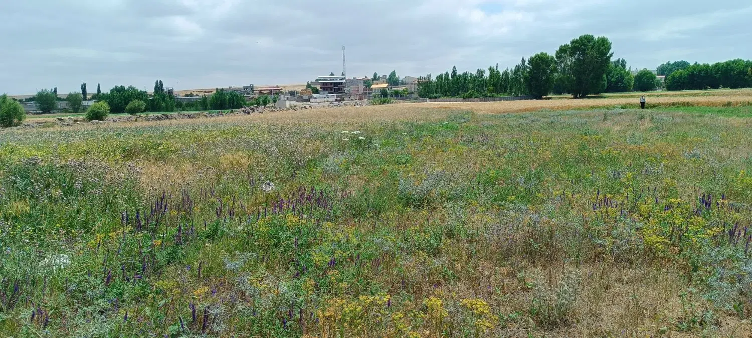 زمین کشاورزی