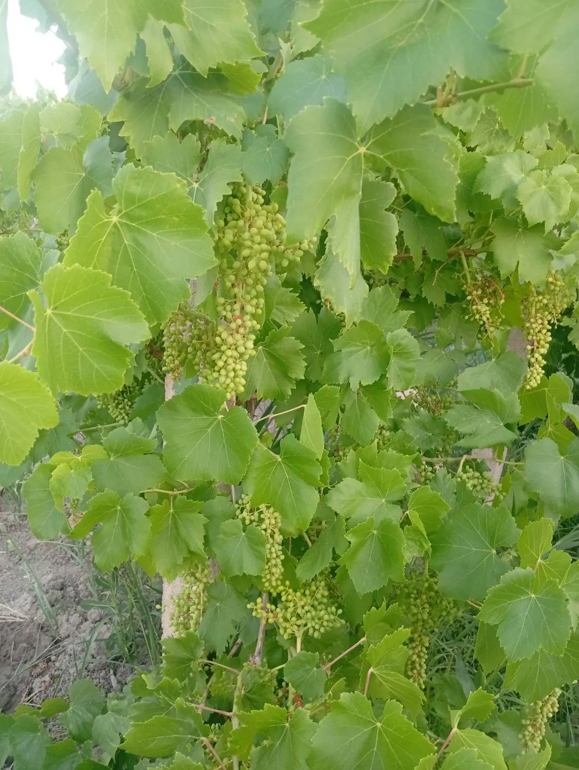باغ امامزاده ایگدیر