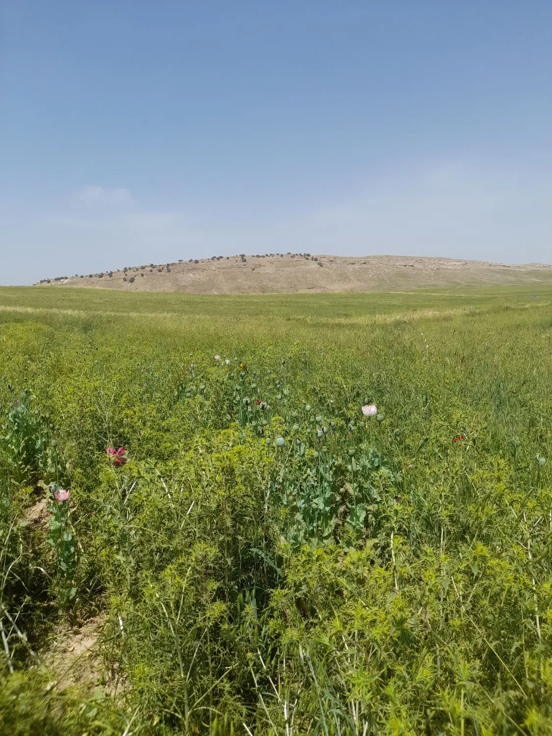 زمین فروشی