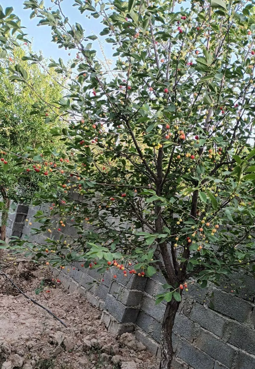 فروش باغچه ۷۰۰ متری