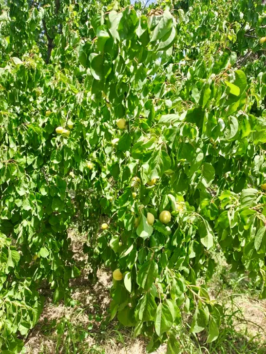 کردزار،سند تکبرگ،۳۰۰ متر